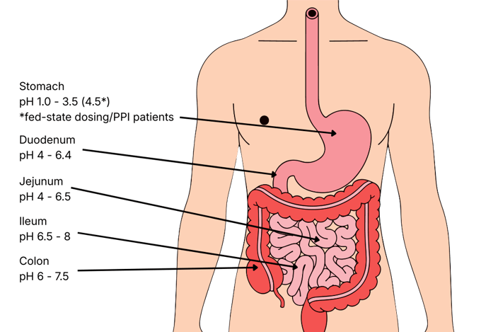 GI Tract (1)