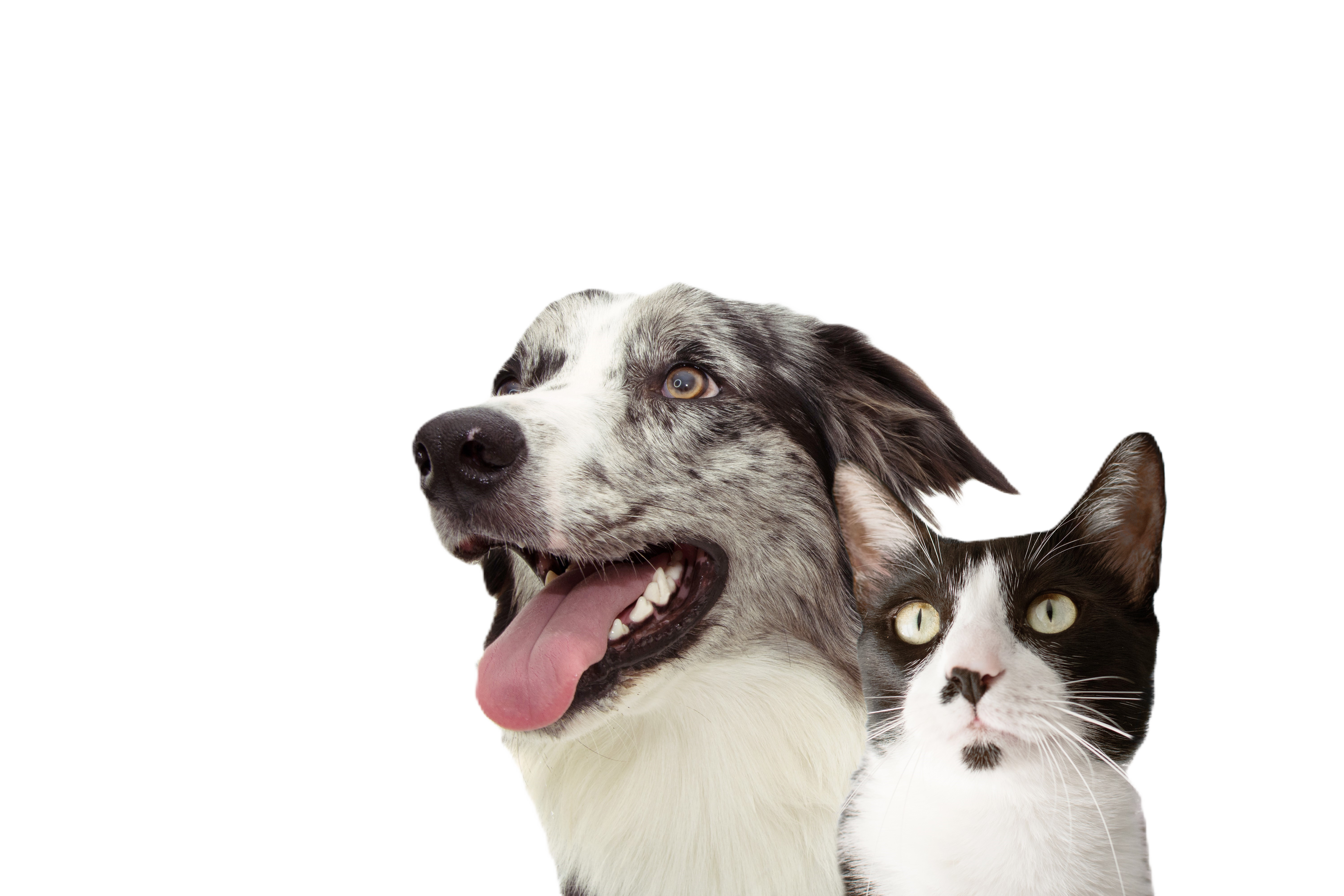 AdobeStock_285967082 no background